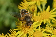 17th Aug 2015 - RAGWORT AND HOVERFLY