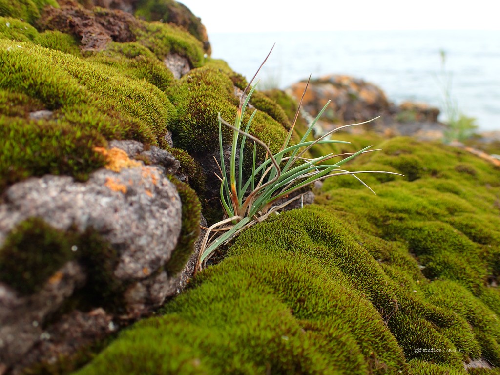 growing... by earthbeone