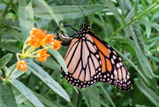 19th Aug 2015 - First Monarch - Finally!