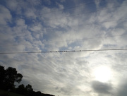 19th Aug 2015 - Birds on a Wire