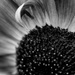 More sunflowers by meemakelley