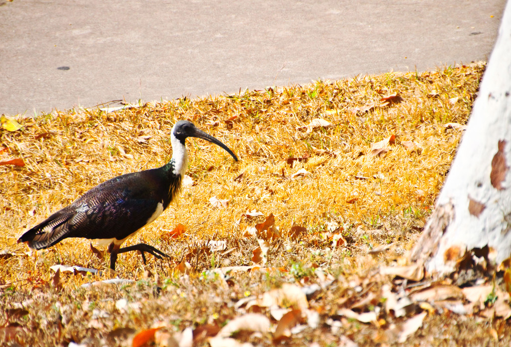 3: Straw Necked Ibis by annied