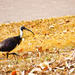 3: Straw Necked Ibis by annied