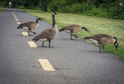 19th Aug 2015 - Geese on Mt Vernon Trail 