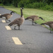 Geese on Mt Vernon Trail  by jbritt
