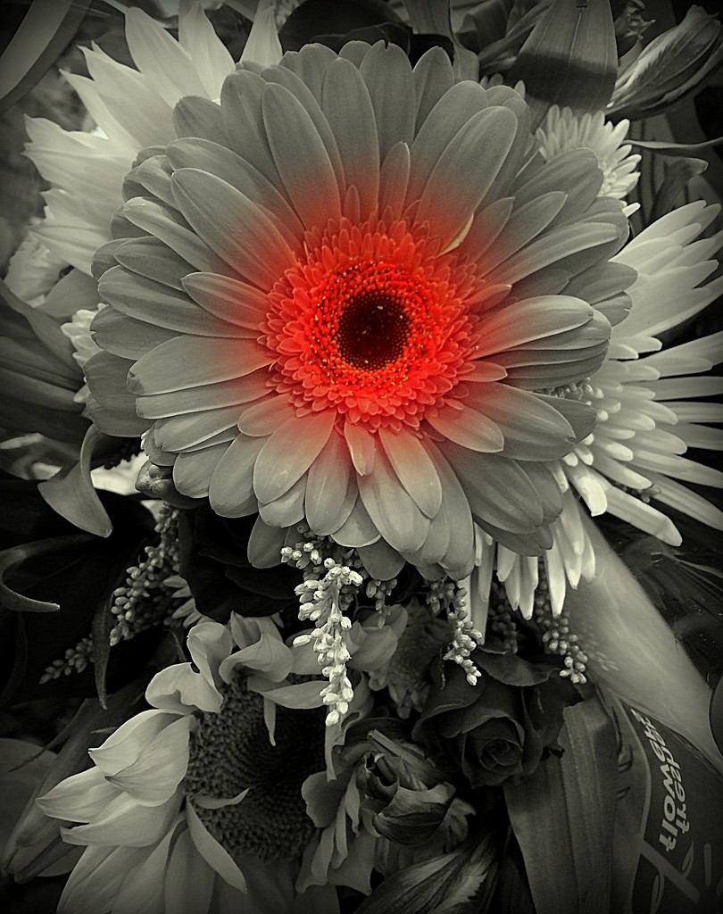A Black and white daisy with a hint of orange! by homeschoolmom