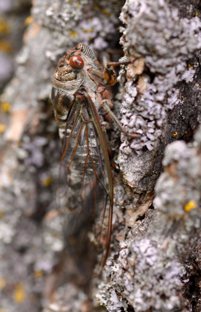 Camouflaged Cicada I by frantackaberry