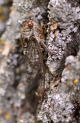 19th Aug 2015 - Camouflaged Cicada I