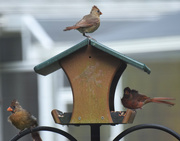 19th Aug 2015 - Busy Day at the Feeder!