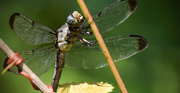 19th Aug 2015 - Dragonfly Eating