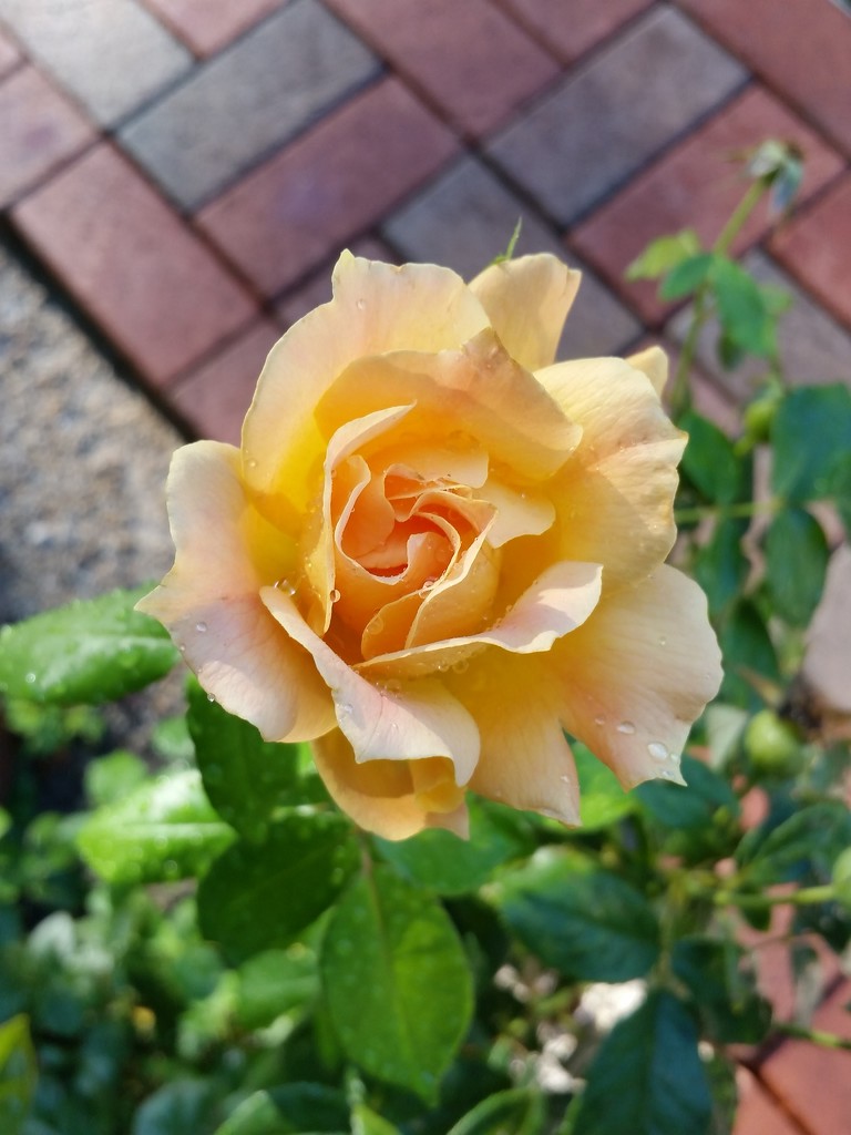 Yellow Rose by randy23