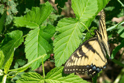 19th Aug 2015 - Eastern Tiger Swallowtail on Green Leaves