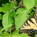 Eastern Tiger Swallowtail on Green Leaves by rminer