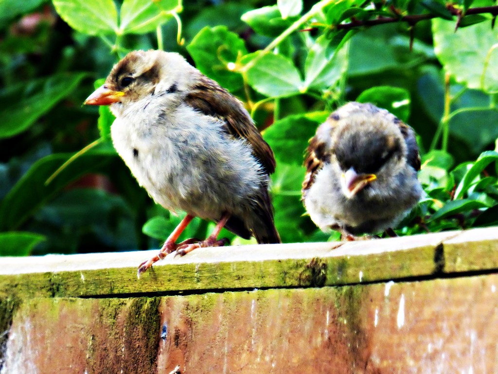 Two little dickie birds ........ by beryl