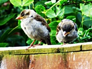 21st Aug 2015 - Two little dickie birds ........