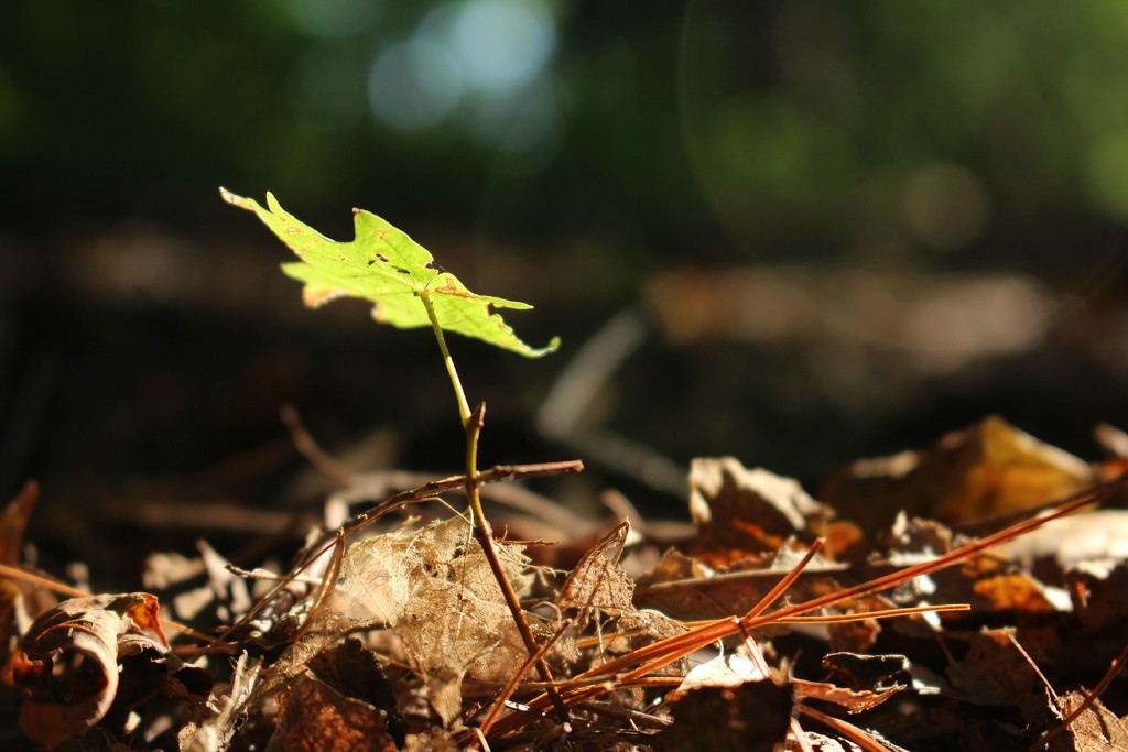 Not Quite a Sapling by juliedduncan