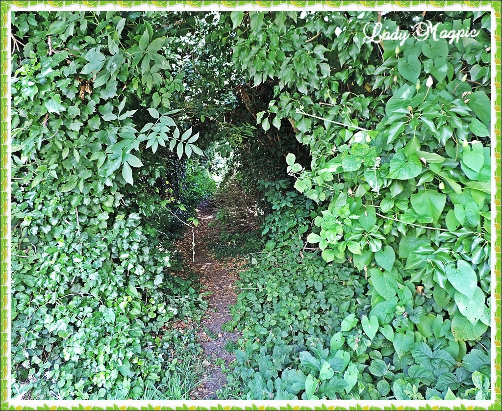 Entering the Green Tunnel to W H E R E. by ladymagpie