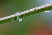 19th Aug 2015 - A droplet up and one under