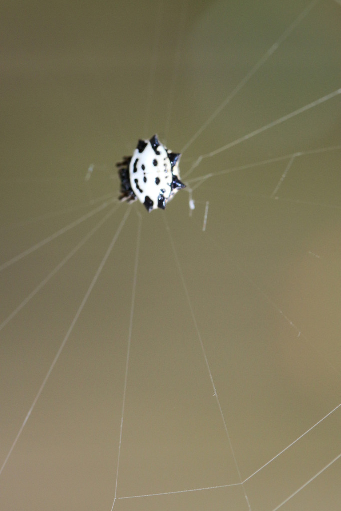Little spider by ingrid01