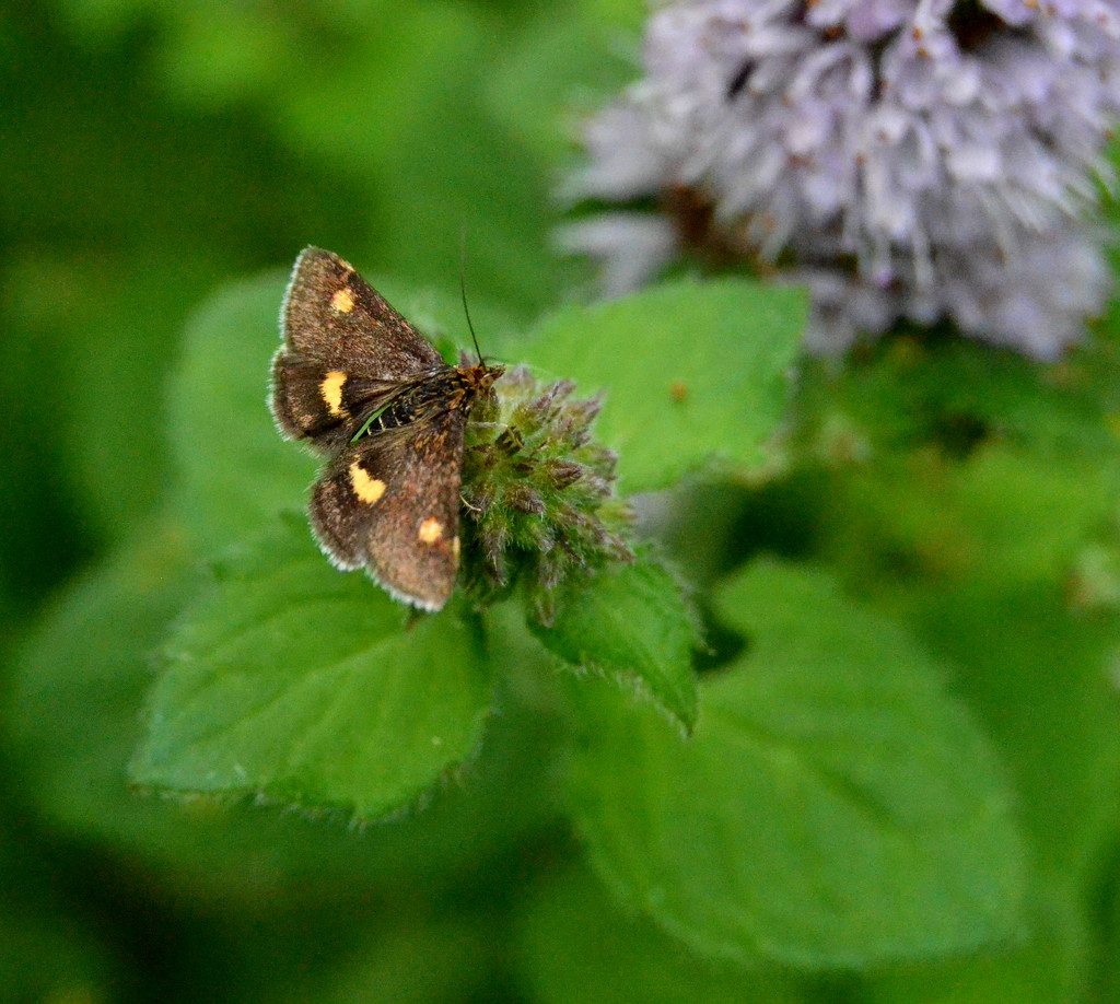 Mint Moth -(Pyrausta aurata) by arkensiel