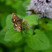 Mint Moth -(Pyrausta aurata) by arkensiel