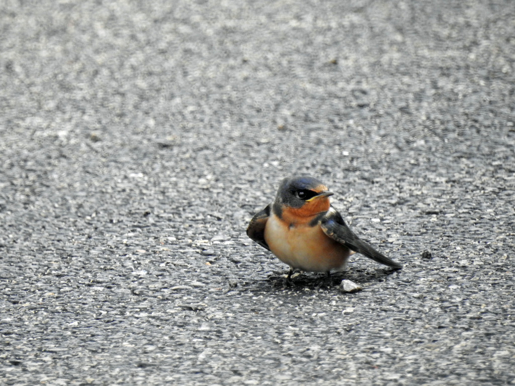 Barn Swallow on the Pavement by rminer