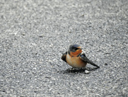 20th Aug 2015 - Barn Swallow on the Pavement