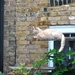Cat Springboard by will_wooderson
