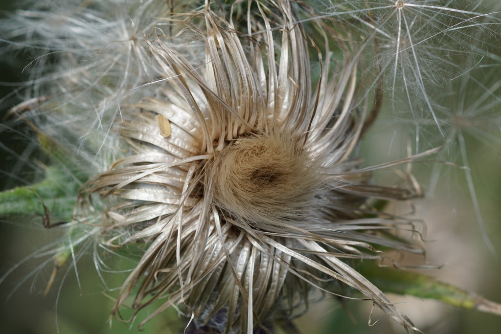 NATURAL TWIRLS by markp