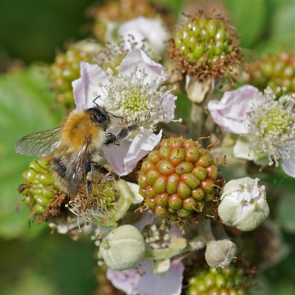 BRAMBLES AND BEE by markp