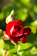 20th Aug 2015 - My rose