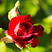 My rose by elisasaeter