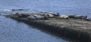 20th Aug 2015 - Leebitton Seals