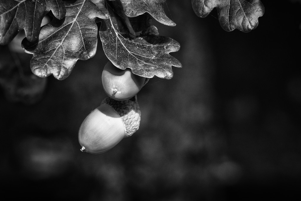 A Year of Days: Day 232 - Acorns by vignouse