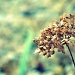 hydrangea..... by earthbeone