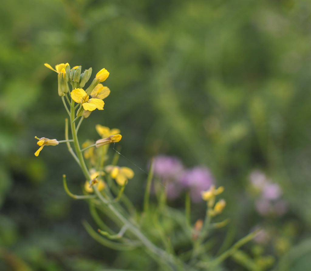 Yellow wildflower by loweygrace