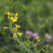 Yellow wildflower by loweygrace