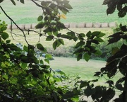 19th Aug 2015 - Hay Bales Spotted through the Trees