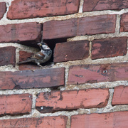 20th Aug 2015 - Little bird in brick wall