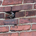 Little bird in brick wall by randystreat