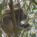 scrunch it up! by koalagardens