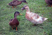 20th Aug 2015 - Duck Pond Mallards