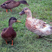 Duck Pond Mallards by dsp2
