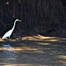 egret or crane - one in the same by annied