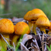 More and MORE mushrooms! by gigiflower