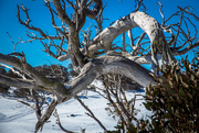 21st Aug 2015 - Boughs in the snow