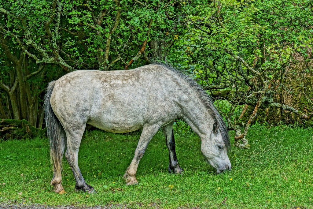 WELSH HILL PONY by markp