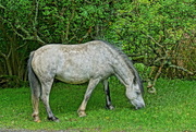 19th Aug 2015 - WELSH HILL PONY
