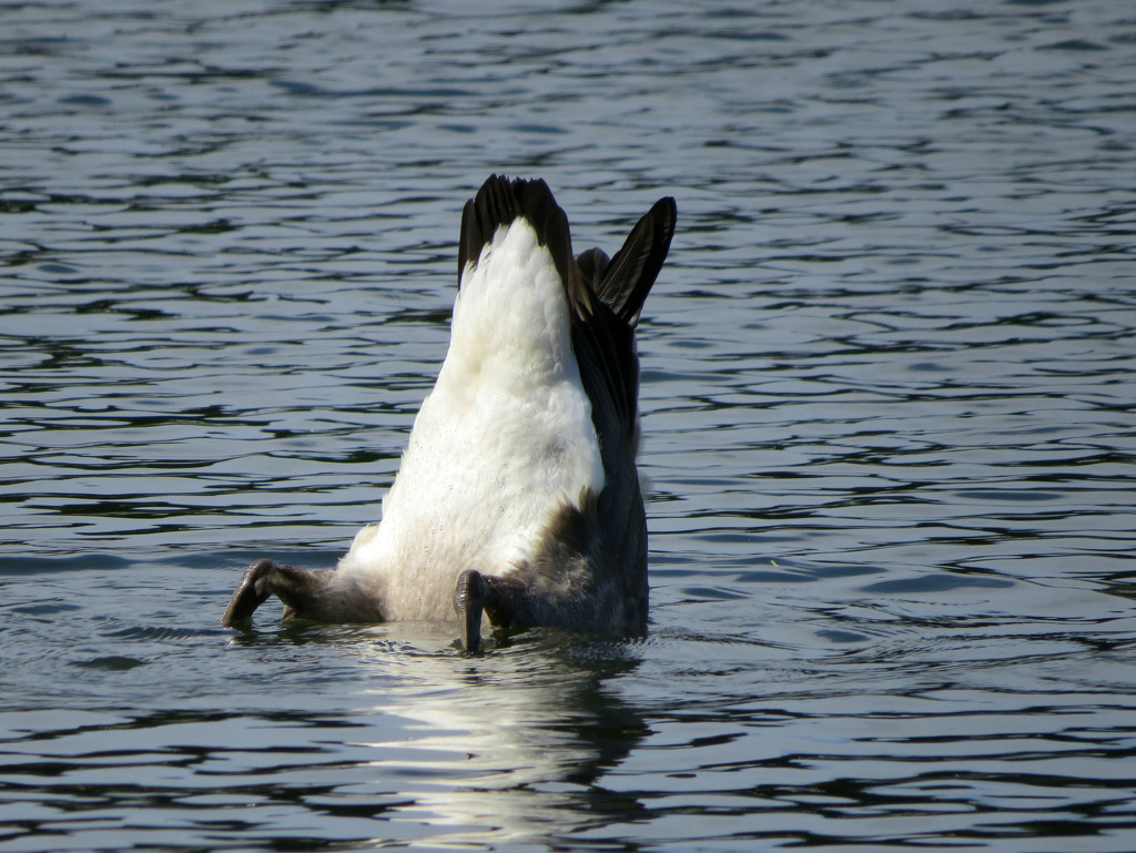 Bottoms Up by seattlite