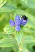 21st Aug 2015 - Bumblebee Caught In The Amazing Act Of ...